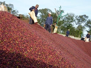 Lượng xuất khẩu cà phê chế biến có thể tăng 25% năm 2015