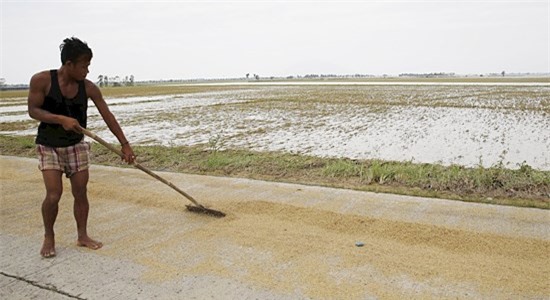 Philippines dự kiến nhập thêm 1,3 triệu tấn gạo năm 2016