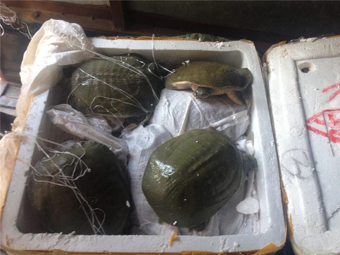 Thu giữ 2 tạ ba ba sống nhập lậu từ Trung Quốc