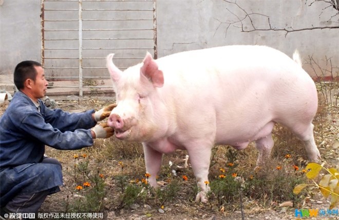 Người đàn ông đi dạo quanh thôn bằng cách cưỡi con lợn nặng 1.200kg 