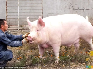 Người đàn ông đi dạo quanh thôn bằng cách cưỡi con lợn nặng 1.200kg