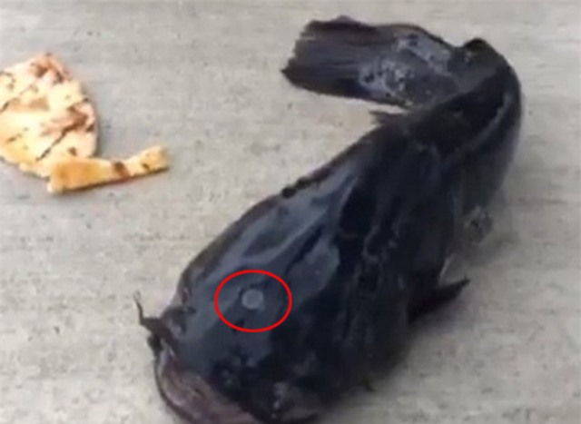 Mỹ: Đi câu gần nhà máy hạt nhân vô tình đụng độ cá trê 3 mắt