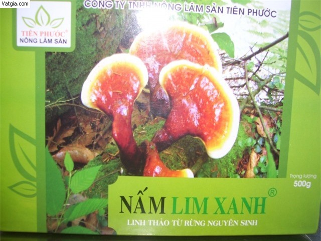 Nấm lim xanh công dụng bất ngờ và hiệu quả
