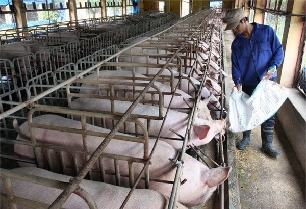 Hà Nội đầu tư 2.222 tỷ đồng xây dựng chuỗi cung cấp thực phẩm sạch