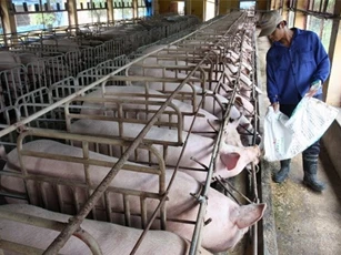 Hà Nội đầu tư 2.222 tỷ đồng xây dựng chuỗi cung cấp thực phẩm sạch