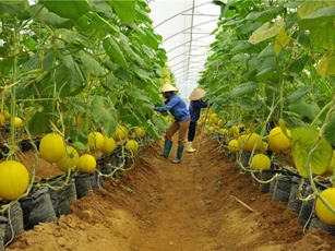 Hà Nội khuyến khích đầu tư nước ngoài vào lĩnh vực nông nghiệp