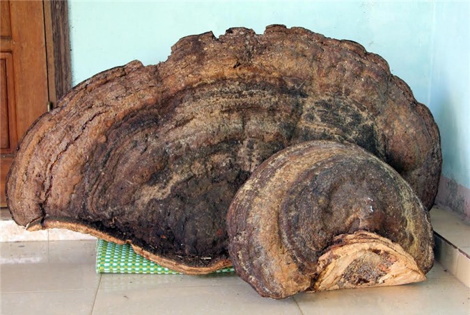 Nghệ An: Phát hiện nấm linh chi khổng lồ nặng hơn nửa tạ 