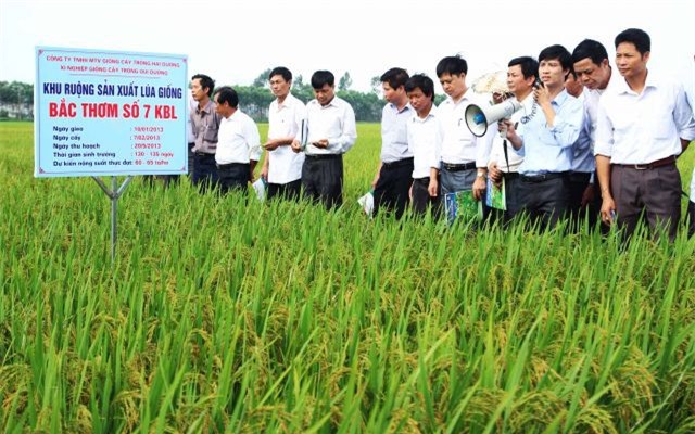 Giống cây trồng Hải Dương sắp IPO