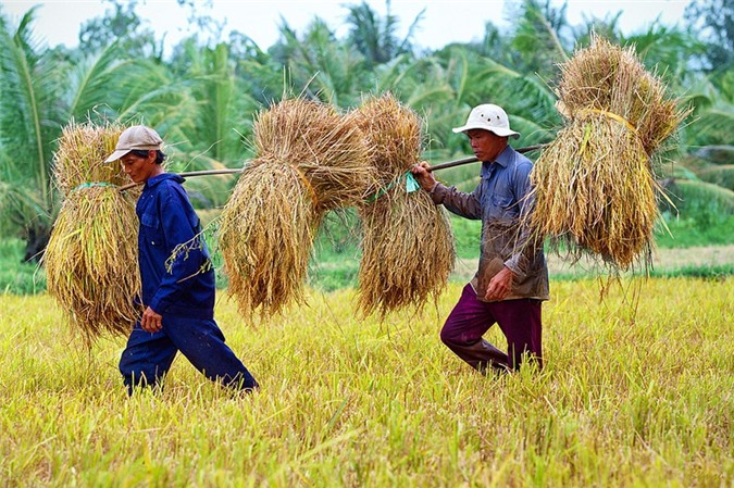 Rơm rạ miền Tây sắp sang Nhật