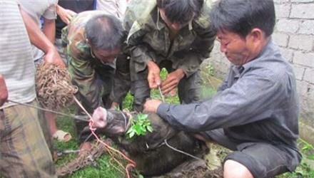 Nghệ An: Một thợ săn bị lợn rừng trăm cân cắn chết 