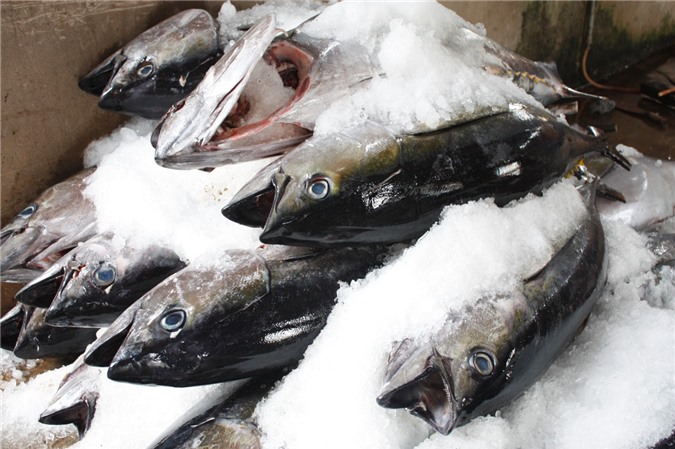 Xuất khẩu cá ngừ sang Tây Ban Nha có tín hiệu khả quan