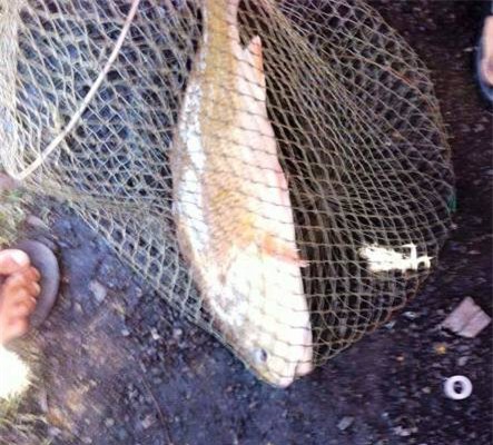 Ngư dân câu được cá sủ vàng quý hiếm ở Quảng Bình