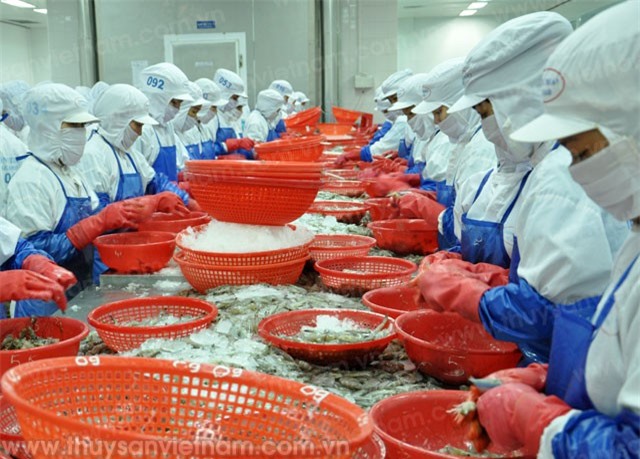 Xuất khẩu tôm hứa hẹn khả quan trong 2 tháng cuối năm