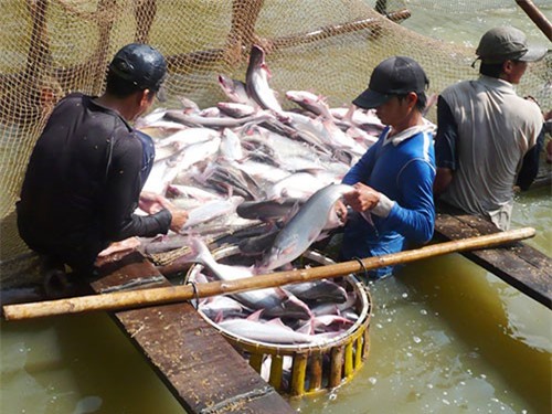 Tổng sản lượng thủy sản ước đạt gần 5,9 triệu tấn trong 11 tháng