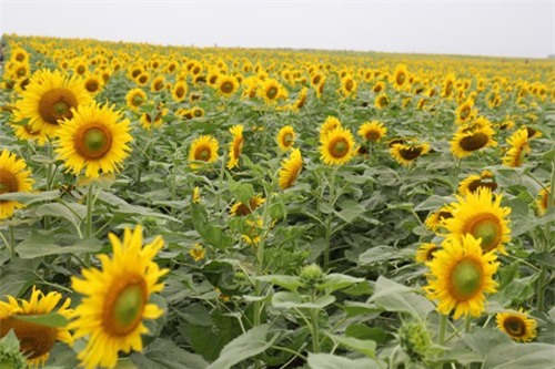 Đường mòn HCM tắc nhiều cây số vì dòng người đổ về đồi hoa hướng dương