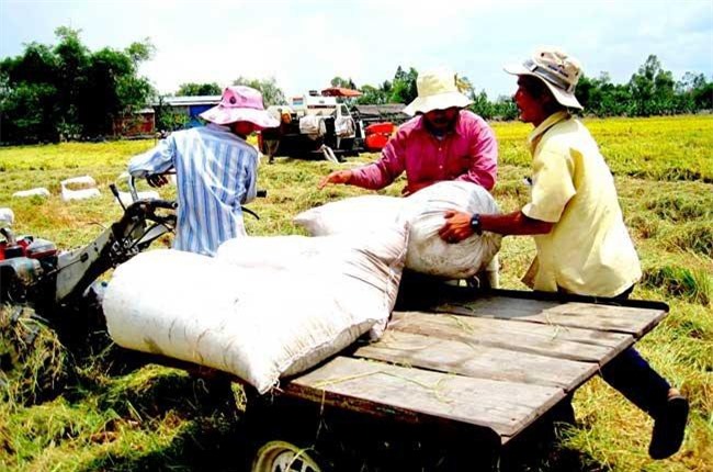 Giá nông sản trong nước tháng 11 biến động nhẹ 