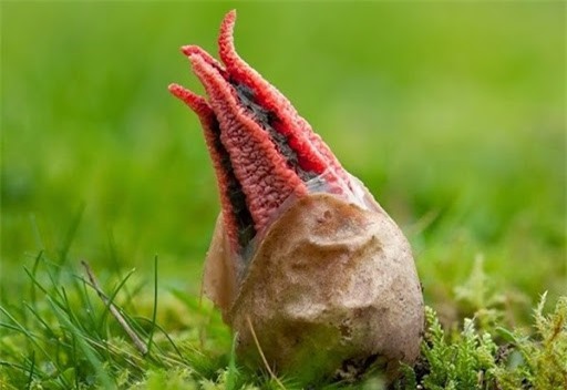 Độc đáo loài nấm tay quỷ với mùi hương xác chết