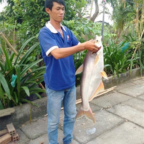 Đồng Nai: Bắt được cá basa “khủng” nặng 9kg