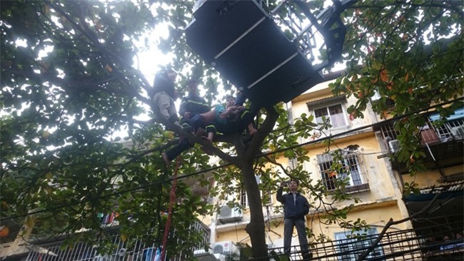 Hà Nội: 4 giờ giải cứu người đàn ông nghi “ngáo đá” trèo lên cây 