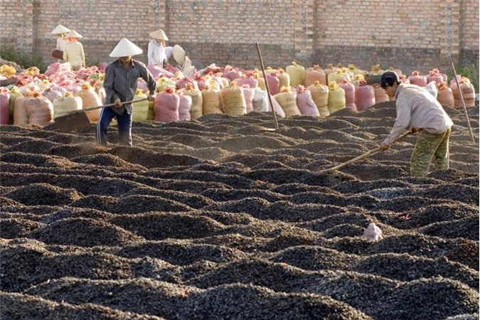 “Một mình một chợ”, giá cà phê Việt vẫn rớt thảm