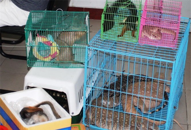 Bắt đối tượng công khai rao bán động vật hoang dã qua Facebook