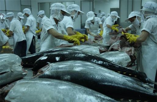 Cá ngừ Việt Nam nhập khẩu vào Mỹ bị kiểm tra 100%