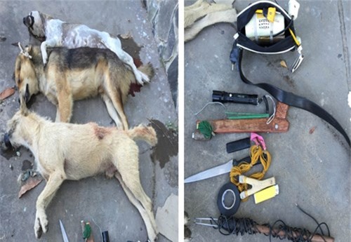 "Cẩu tặc" dùng kích điện bắn trả cảnh sát khi bị truy đuổi