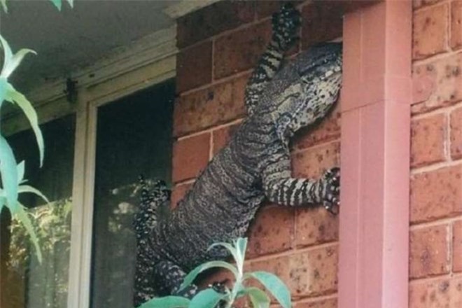 Hết hồn khi phát hiện thằn lằn khổng lồ trên tường nhà