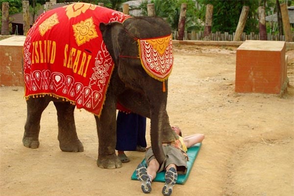 Thái Lan: Độc đáo dịch vụ massage bằng voi