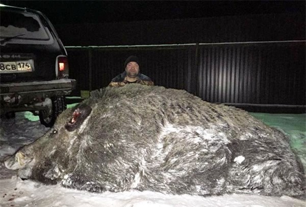 Sốc: Thợ săn hạ gục rợn rừng khổng lồ nặng 500kg