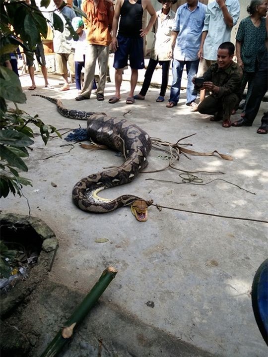 Quảng Nam: Bàng hoàng vây bắt trăn "khủng" nuốt chửng cả con bê