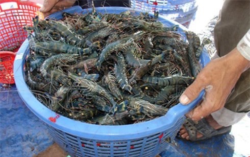 Trung Quốc gỡ bỏ lệnh tạm dừng nhập khẩu tôm sú sống từ Việt Nam