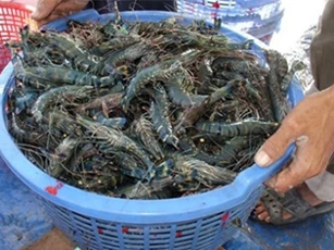 Trung Quốc gỡ bỏ lệnh tạm dừng nhập khẩu tôm sú sống từ Việt Nam