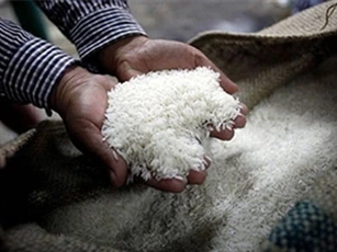 Giá gạo toàn cầu có xu hướng tăng 10-15% trong quý I/2016