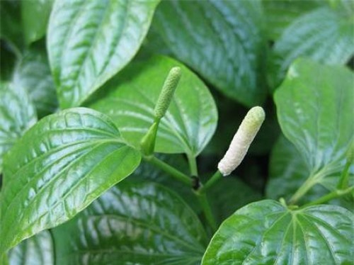 Những tác dụng ít ai biết của lá lốt