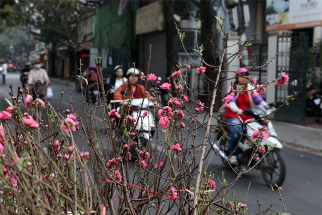 Đào Nhật Tân bung nở đón Tết Dương lịch