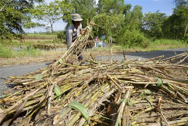Giá đường nhích nhẹ, lại lo đường tồn