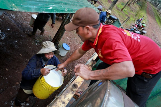 Cà phê, cao su trong nước đua nhau rớt giá