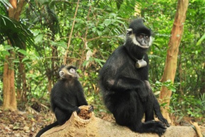 10 sự kiện môi trường nổi bật trong nước năm 2015