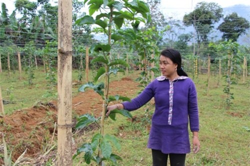Làm rõ nguyên nhân chanh leo chậm phát triển và chết tại Nghệ An