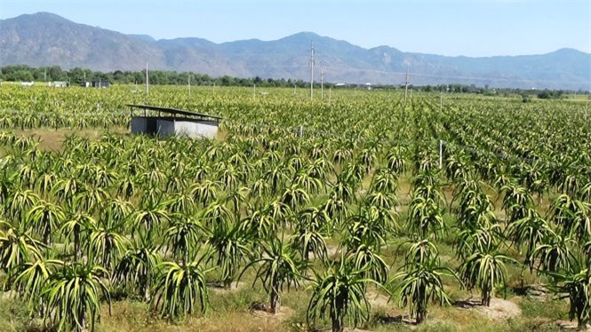 Lại xảy ra nổ súng tại trang trại thanh long Hồng Ân