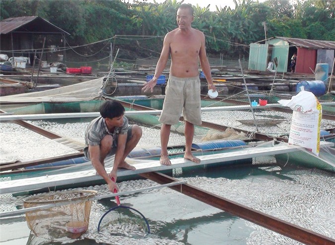 Ngư dân thẫn thờ vì mất hàng tỷ đồng tiền cá trong 1 đêm