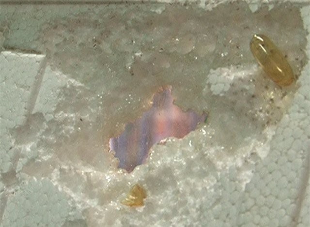 Bàng hoàng viên dầu cá Trung Quốc "ăn" thủng miếng xốp