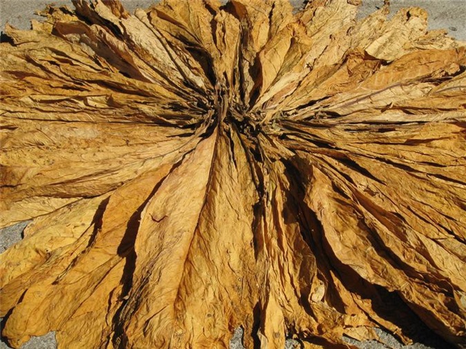 Nâng hạn ngạch nhập khẩu thuốc lá nguyên liệu năm 2016 lên 48.620 tấn