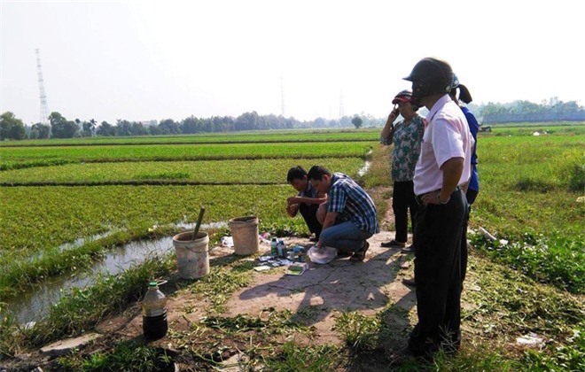Kinh hoàng rau muống bị tưới nhớt thải để diệt sâu