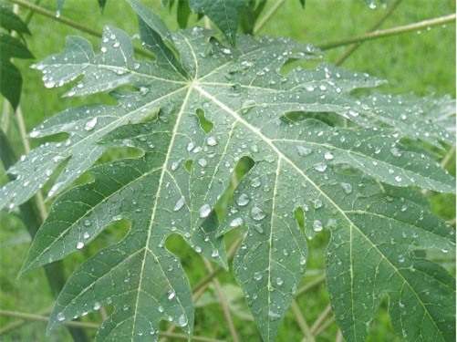 Tác dụng của lá đu đủ vào ngày "đèn đỏ" mà phái nữ cần biết