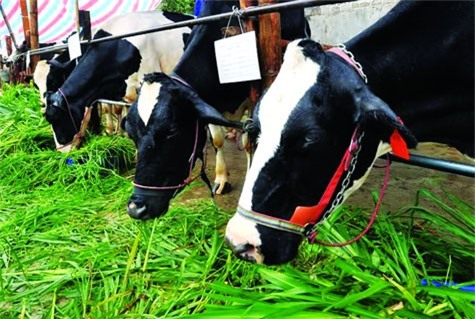 Doanh nghiệp Việt đầu tư 500 triệu USD nuôi bò sữa tại Nga