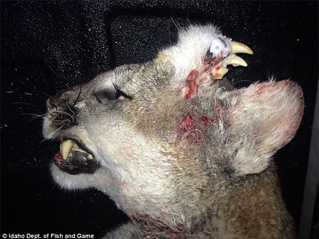 Kỳ lạ sư tử núi mọc răng trên đầu