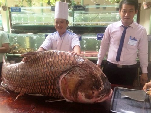 Sốc: Đại gia chi nửa tỷ mua cá hô "khủng" nặng 130kg