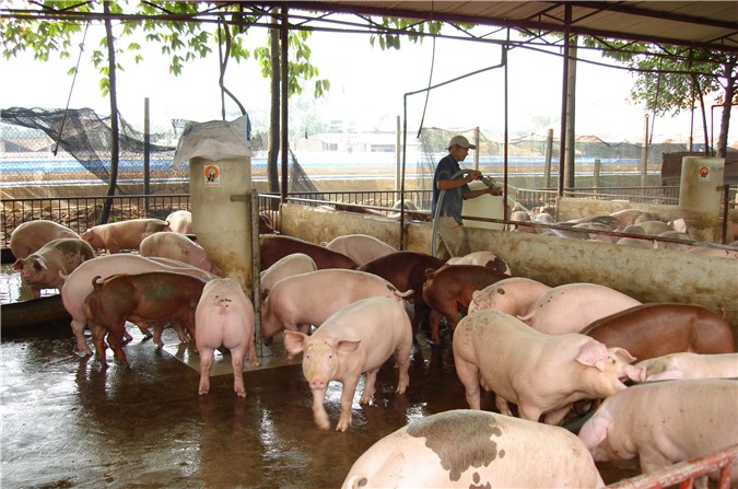 TP. HCM: Người dân hoang mang, lo lắng hàng hóa kém vệ sinh an toàn thực phẩm